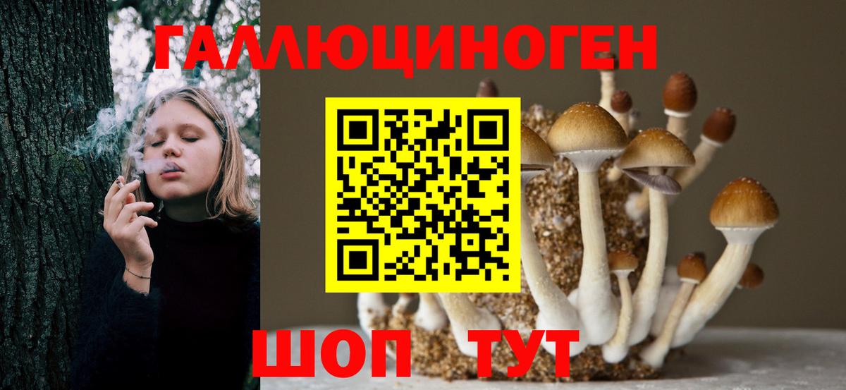 Псилоцибиновые грибы Psilocybe  Вход с VPN  Клинцы 